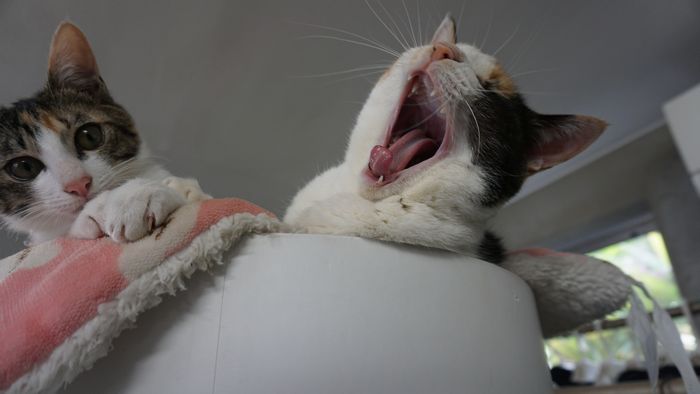 大きなあくびのトロ ネコ