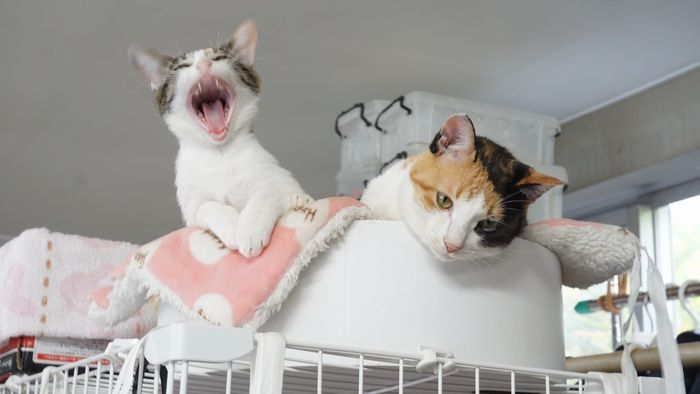 こちらも大きなあくびのテン ネコ