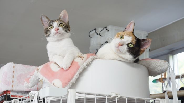 びっ!真顔に戻る瞬間 ネコ