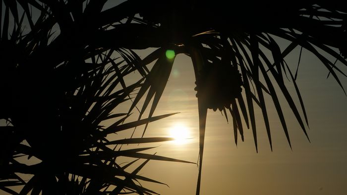 朝日とタコノキ、シルエット