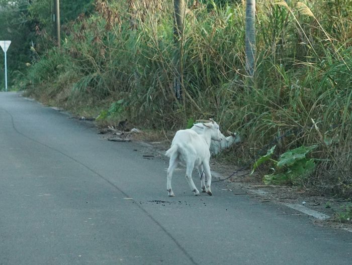 おっ！脱走ヤギ？