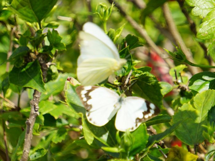 チョウチョウが二匹、求愛かな
