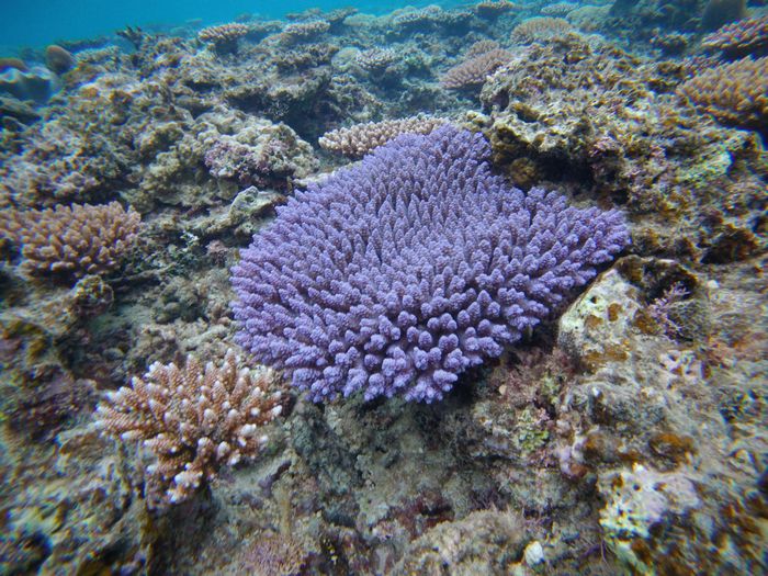鮮やかサンゴ