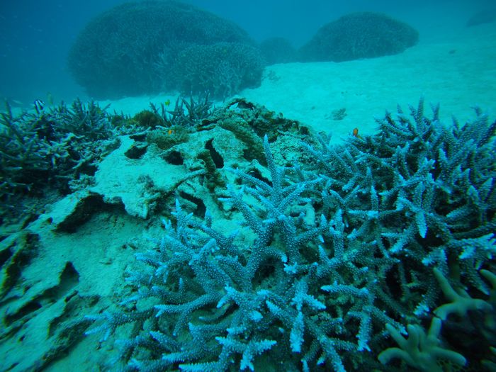 サンゴが増えてきました