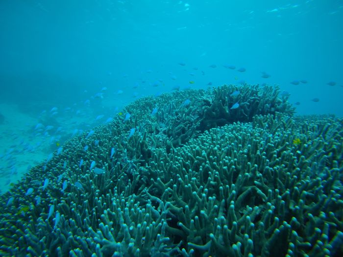 サンゴに冷たさは関係ありません！