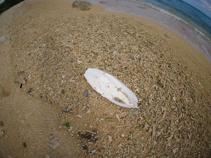 あっ！コブシメのほね