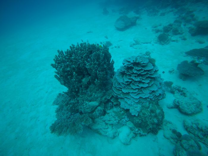 リクエストのパラオとキッカ