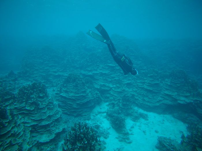 パラオ群落潜る奥さん
