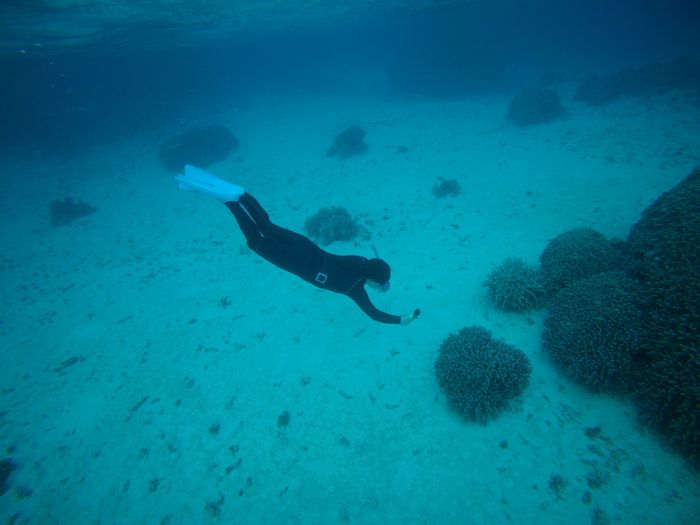 旦那さんは潜る