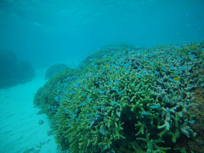 サンゴわしゃわしゃ