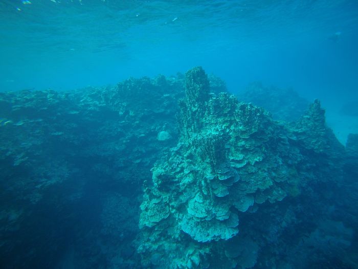 パラオハマサンゴ、深場リクエスト