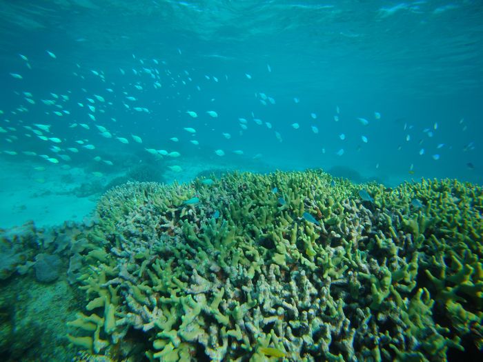 水中世界はいつも通り