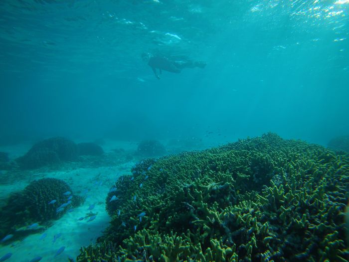 サンゴと楽しんだら