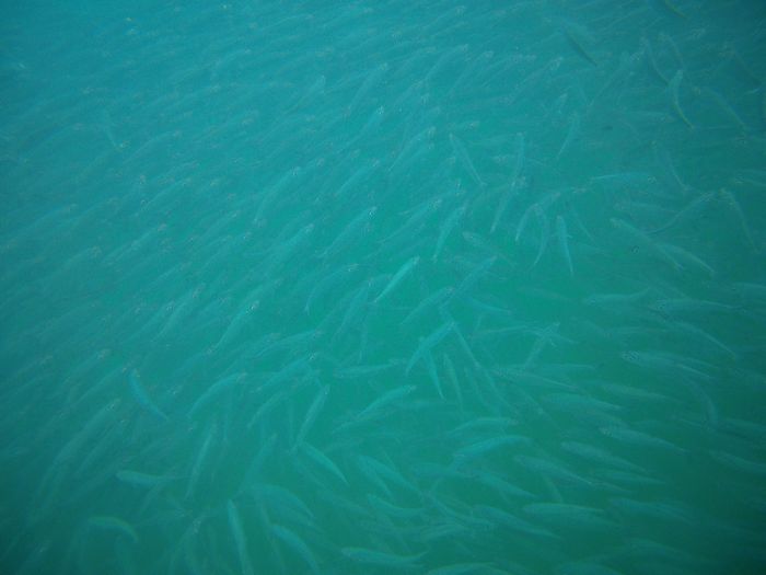 ミジュンの群れ