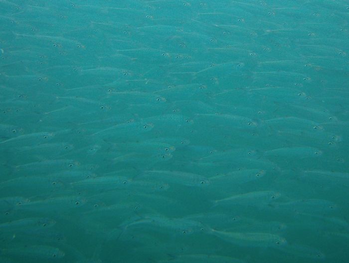 目が合う！とにかく合う、ミジュン