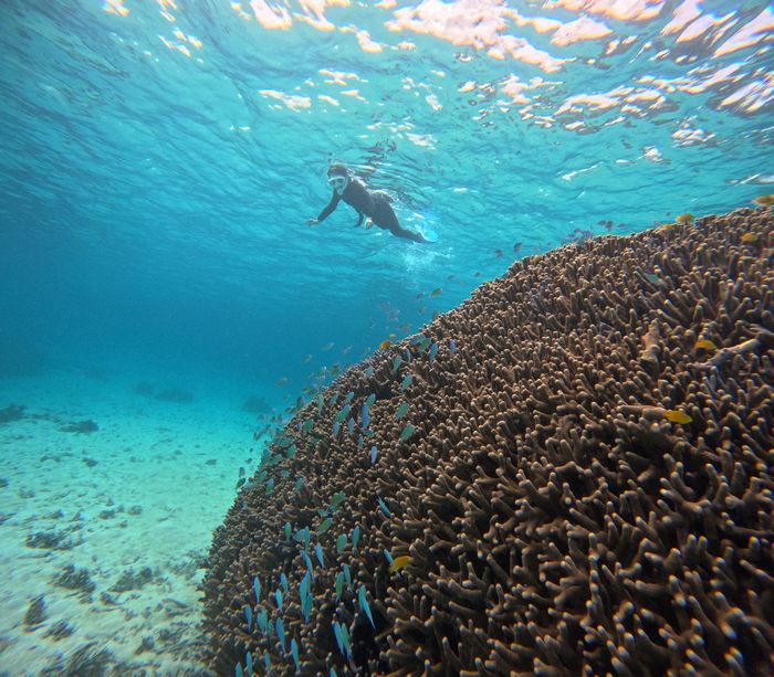 サンゴを楽しみつつ