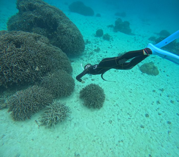 ドボンと素潜り