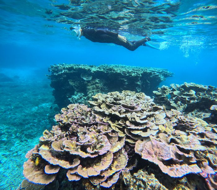 マイタケサンゴも