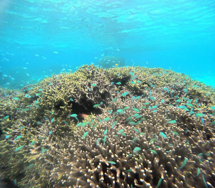 サンゴとお魚さん楽しむ