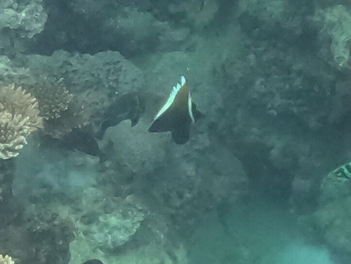 ツノハタタテダイ