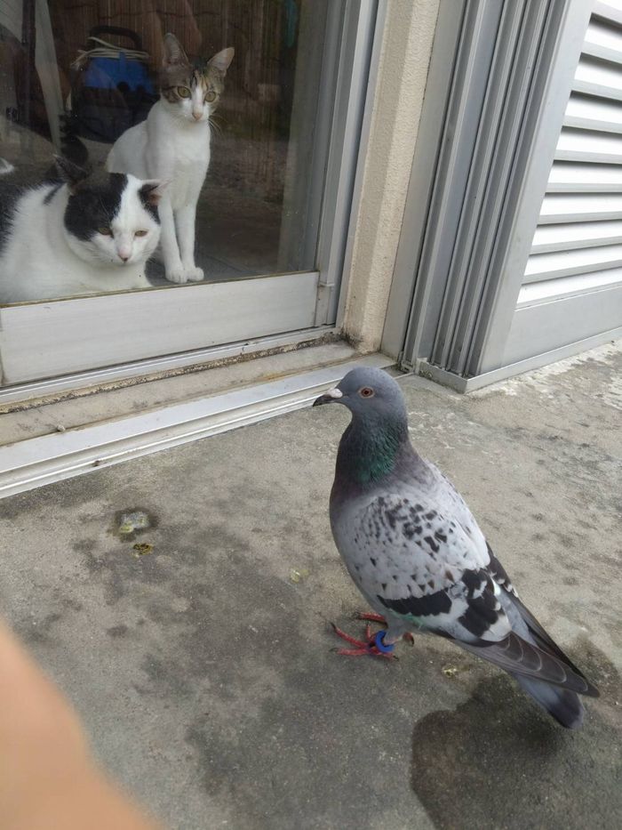 おととい現れたハト