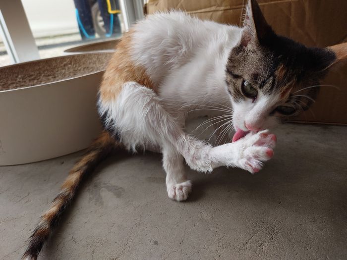 シャワー後のテン　ネコ