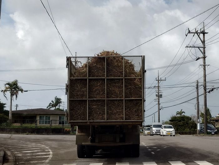 サトウキビの収穫、最盛期ですね