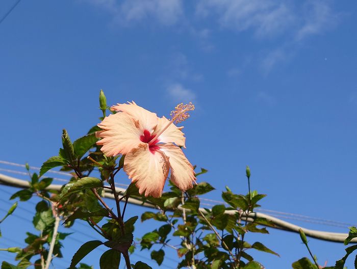 青空とハイビスカス