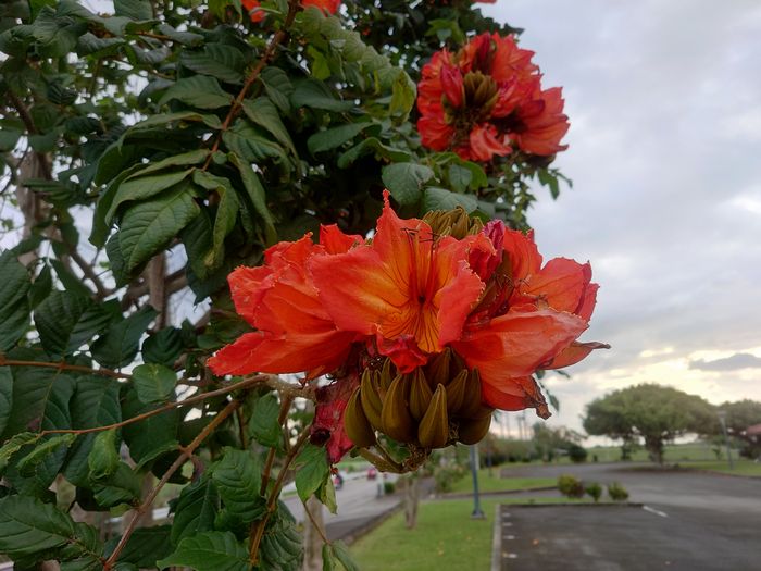 鮮やかな赤、カエンボク