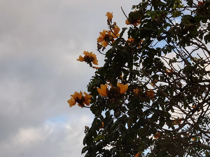 黄色のカエンボク