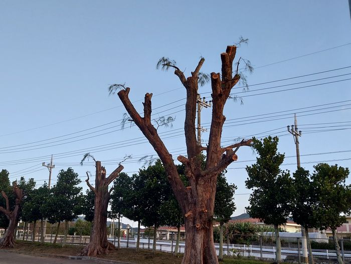 剪定は今のうちに