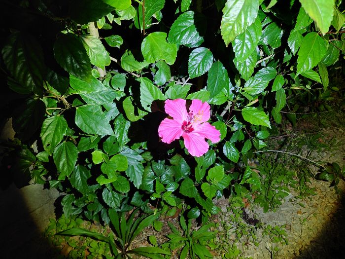 夜でも開花、ハイビスカス