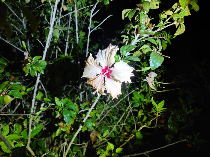夜でも開花、ハイビスカス