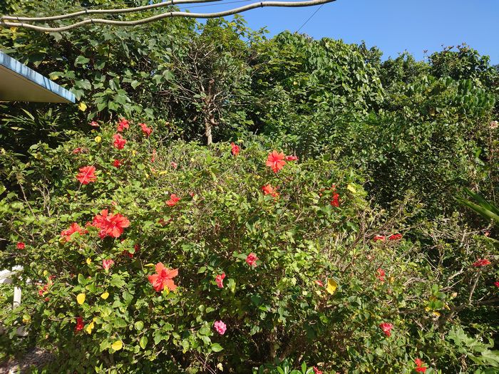 庭のハイビスカス