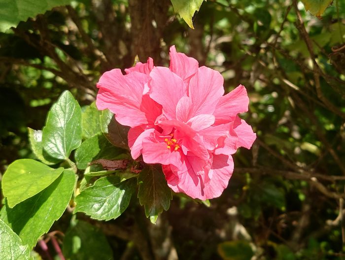 同じ木がピンク色のハイビスカス