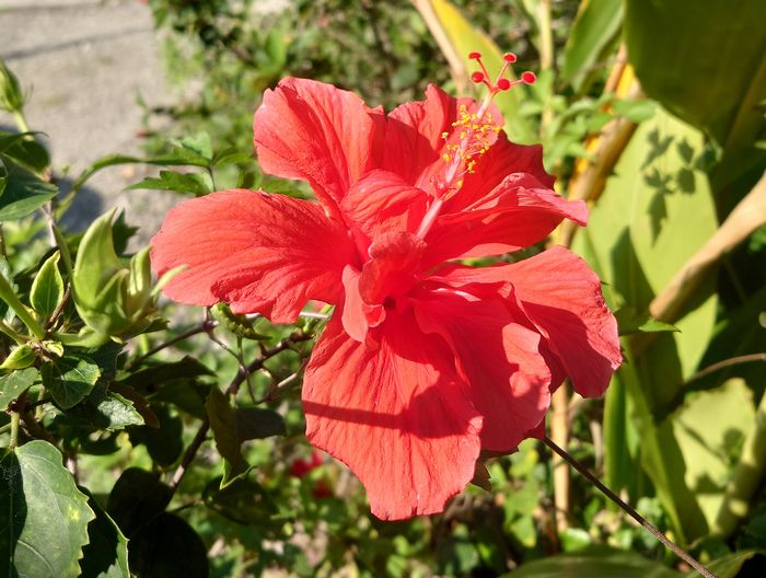 八重バージョンのハイビスカス