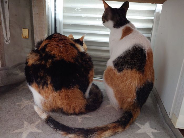 内の看板猫、三毛ネコさん