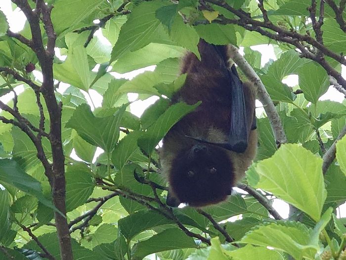 ヤエヤマオオコウモリさん