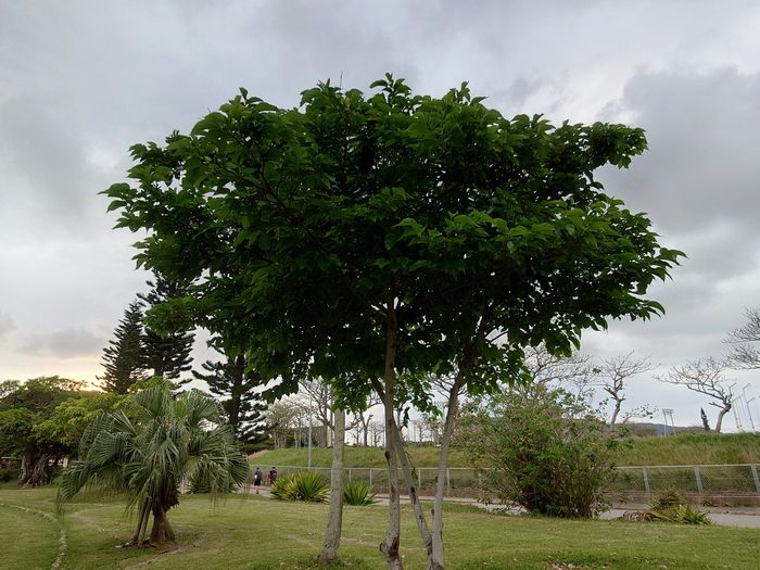 かくれんぼさん発見でございます。