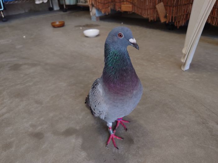 ハトさん、こんにちは