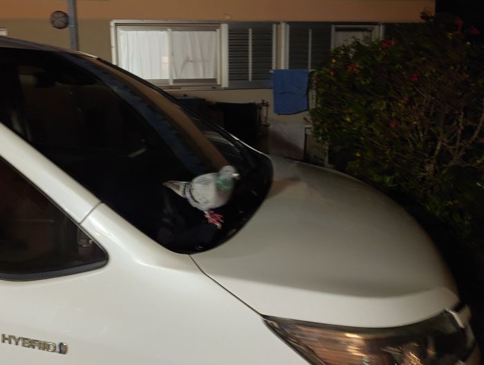 夜は車の上で。