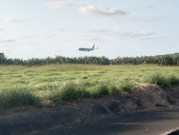 ジンベイジェットでした