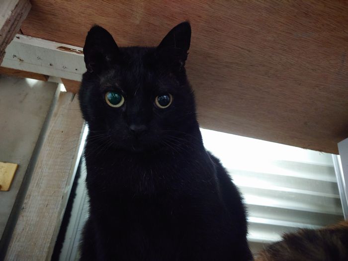 保護猫クロさんいよいよ三年目