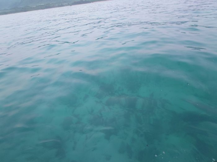 海は穏やか、透明度復活