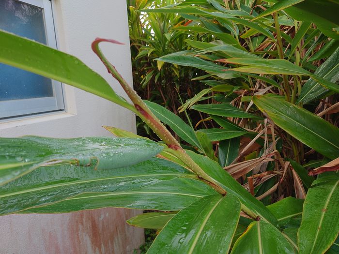 ゲットウのつぼみ