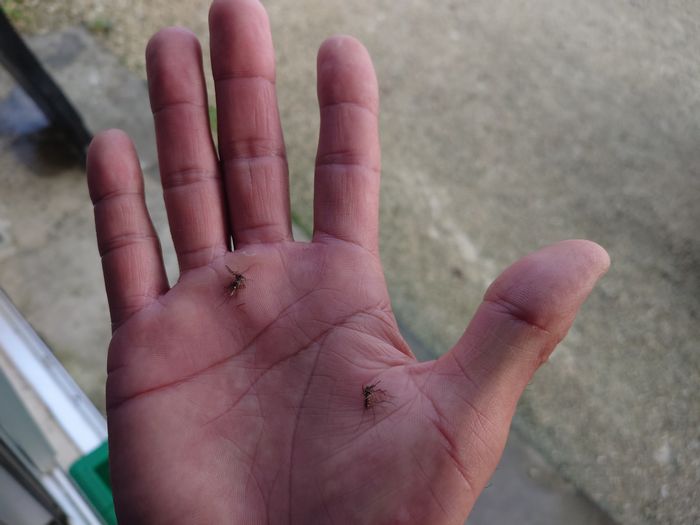 3月でも蚊が多い