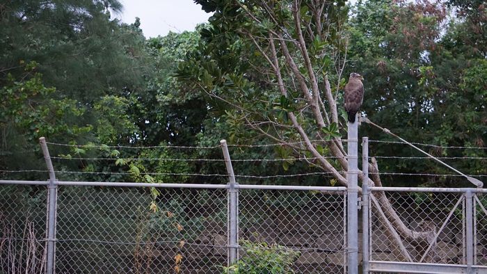 かくれんぼ、カンムリワシ