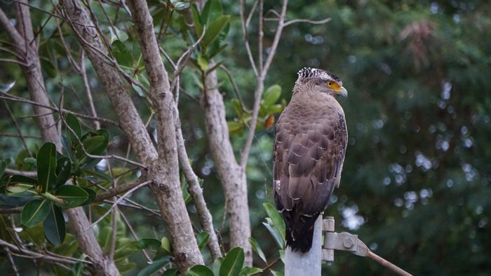 精悍な顔つき、カンムリワシ