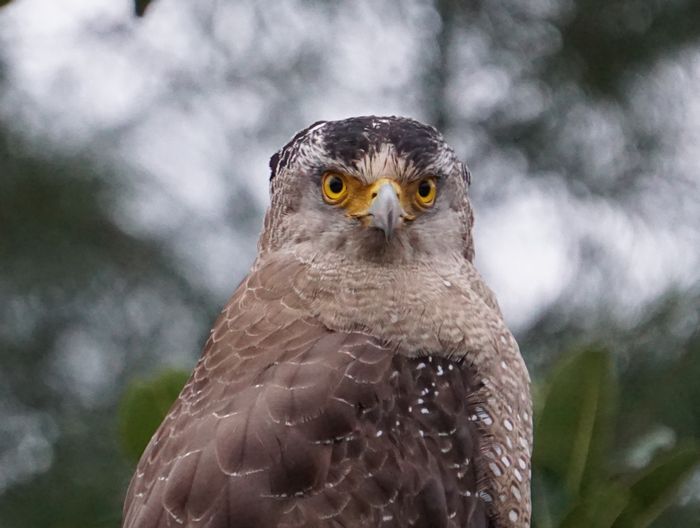 正面顔はかわいい!カンムリワシ