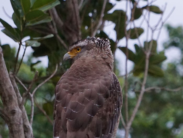 頭ノカンムリがっこよいですね